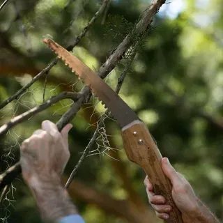 thumbnail for publication: Pruning